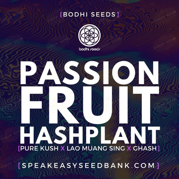 Passsionfruit Hashplant by Bodhi Seeds