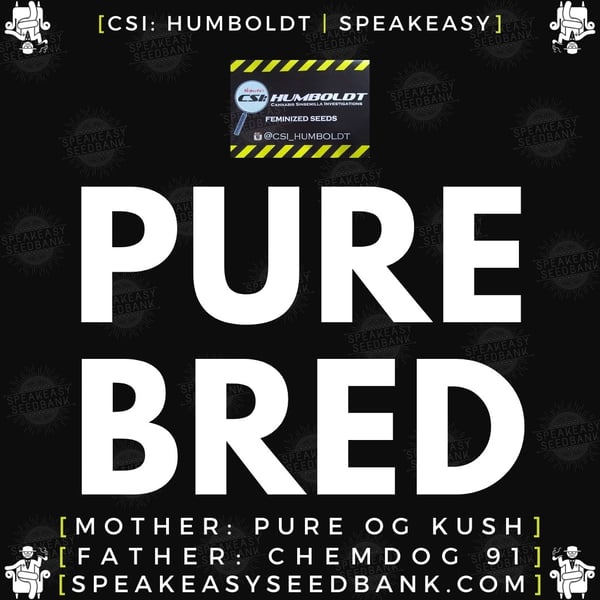 Speakeasy presents Pure Bread by CSI Humboldt (Feminized Seeds)