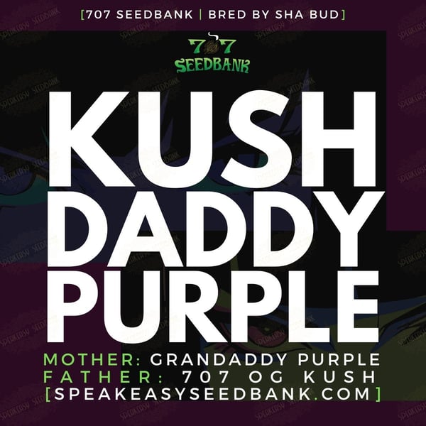 Kush Daddy Purple by 707 Seed Bank