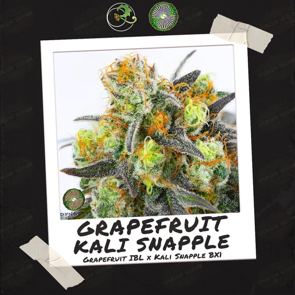 Grapefruit Kali Snapple by Relic Seeds
