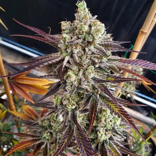 C CORLEONE✴︎Mega Rare✴︎dope mellow bomb OG Genetics — E T H O S