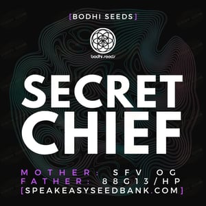 Secret Chief by Bodhi Seeds