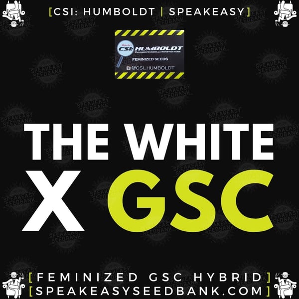 Speakeasy presents The White x GSC (CSI Humboldt)