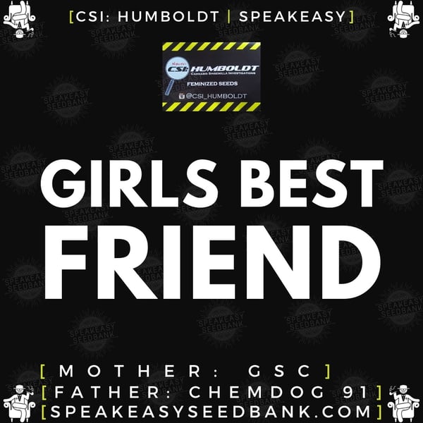 Speakeasy presents Girls Best Friend by CSI Humboldt (Feminized Seeds)