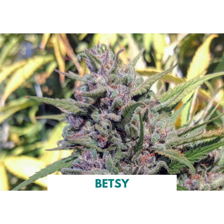 【OK plant】 X-Seed Quick & Thick Renew - 440AS0147UCT234 | Rural King