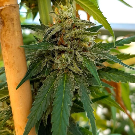 Strain: Triple Sec | Seedmaker: 707 Seedbank