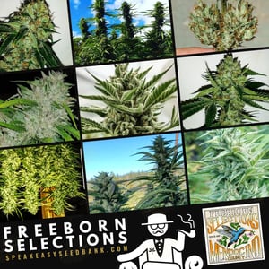 Speakeasy Seed Bank presents Freeborn Selections