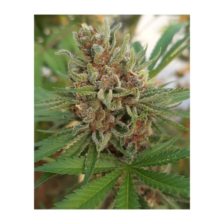 Potion D’ Amour