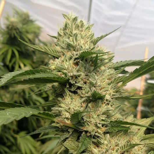 Strain: Ghost Dawg | Seedmaker - 707 Seedbank