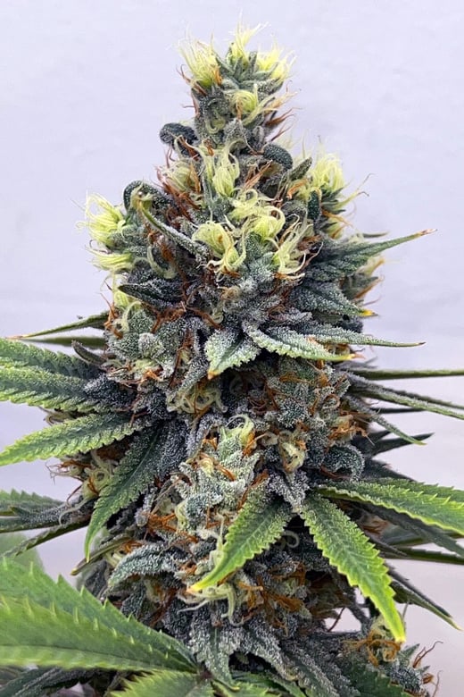 Speakeasy presents The Pheno Fisherman