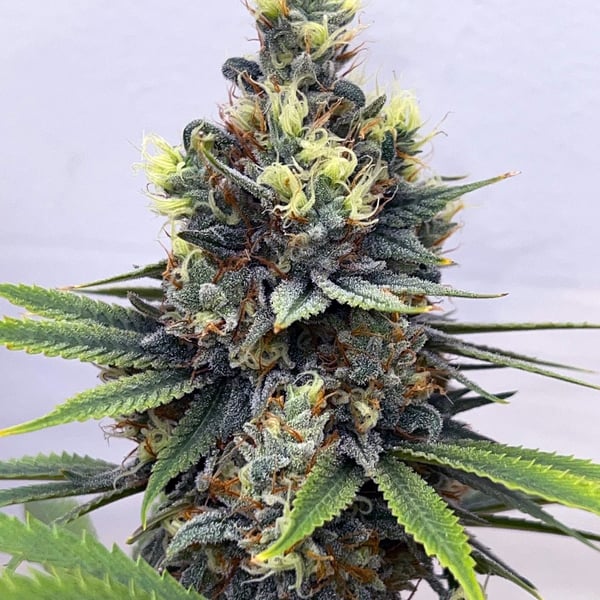 Speakeasy presents The Pheno Fisherman