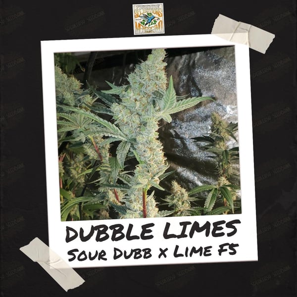 Dubble Limes by Freeborn Selections - Buy Seeds at Speakeasy Seedbank