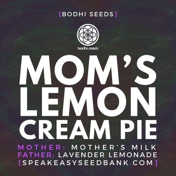 Mom's Lemon Cream Pie by Bodhi Seeds