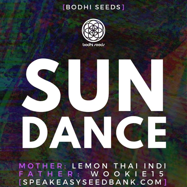 Sun Dance by Bodhi Seeds