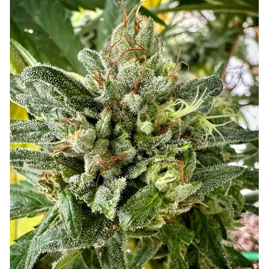 Lemon Piff