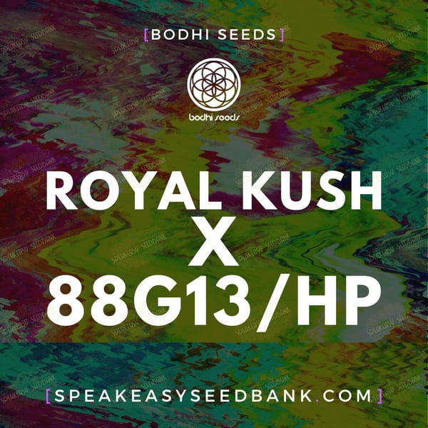 Royal Kush x 88G13 Hashplant by Bodhi Seeds
