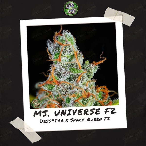 Ms. Universe F2 by Dynasty Genetics