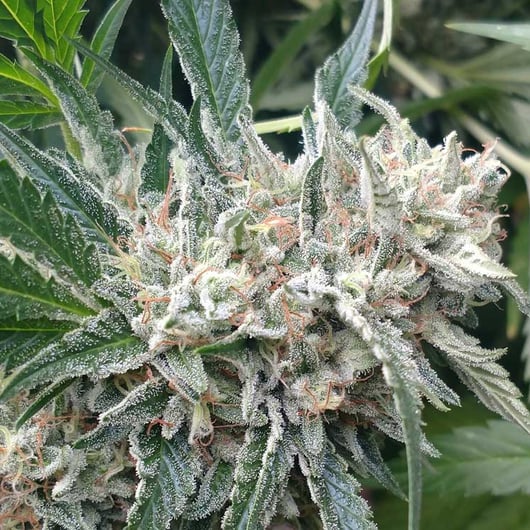 Strain: Fire Dawg | Seedmaker: 707 Seedbank