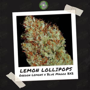 Lemon Lollipops by Dynasty Genetics