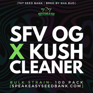 SFV OG x Kush Cleaner by 707 Seed Bank