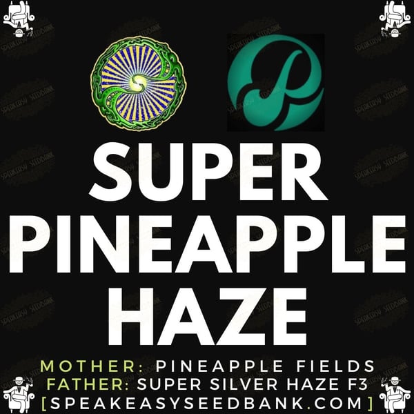 Speakeasy presents Super Pineapple Haze