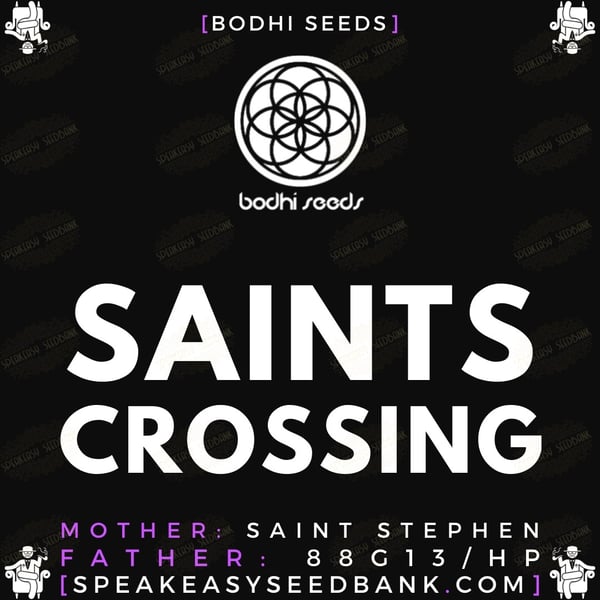 Bdohi Seeds presents Saints Crossing