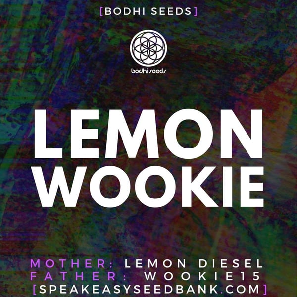 Lemon Wookie by Bodhi Seeds