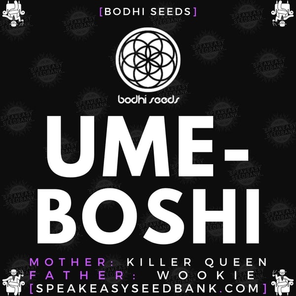 Speakeasy presents Umeboshi by Bodhi Seeds