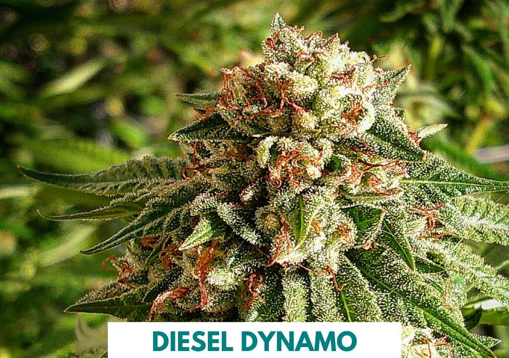 707 Seed Bank – Cat Piss & Chem Dawg Seeds By Sha Bud 707 Seed Bank – Cat Piss & Chem Dawg Seeds By Sha Bud