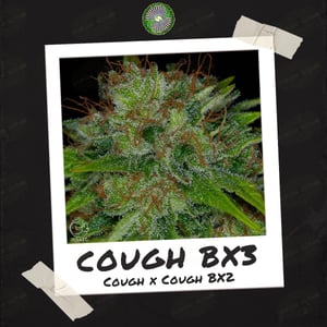 Cough BX3 - Relic Seeds by Professor P
