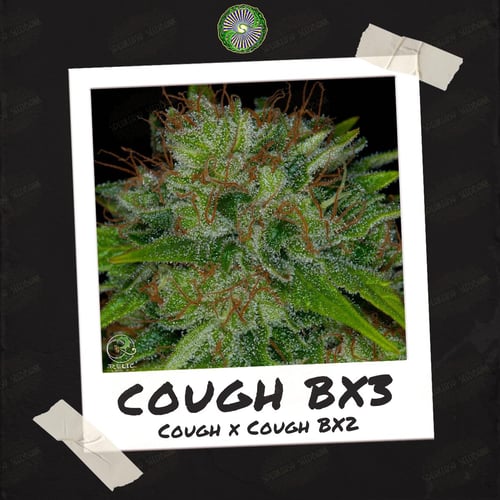 Cough BX3