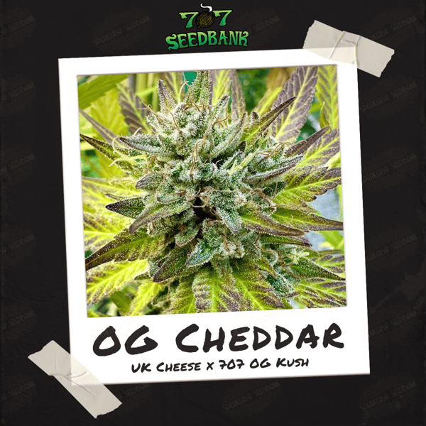OG Cheddar