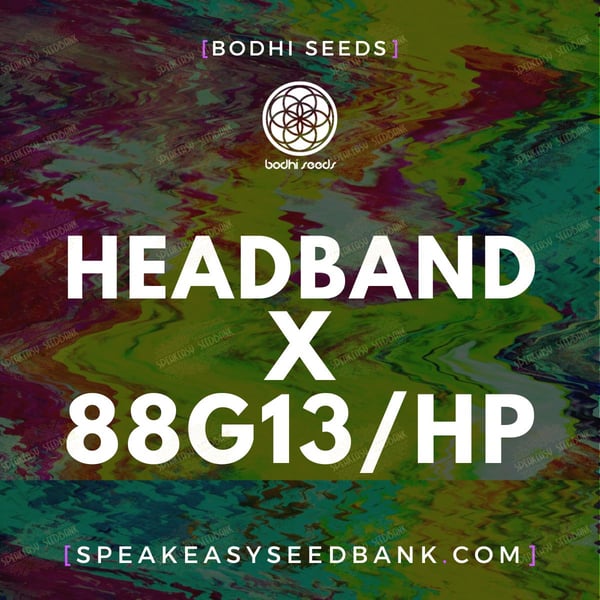 Headband x 88G13 Hashplant by Bodhi Seeds