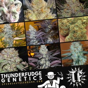 Thunderfudge Genetics