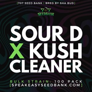 Sour D x Kush Cleaner by 707 Seed Bank