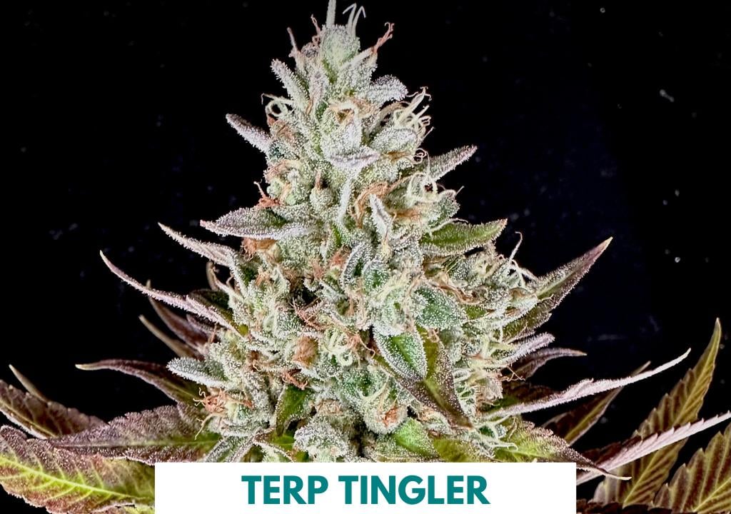 ⭕️新品⭕️ FLIP & DRAW 【2LP】 7SEEDS & GAD Amazon.com: Amazon Kindle Paperwhite 16GB (newest model