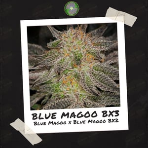 Blue Magoo BX3 by Dynasty Genetics