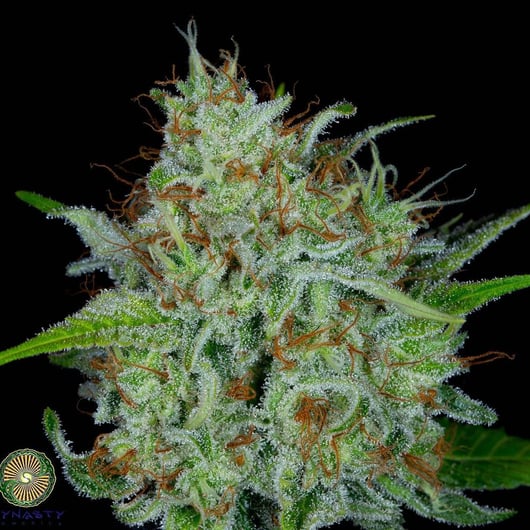 Speakeasy presents Lemon Lollipops