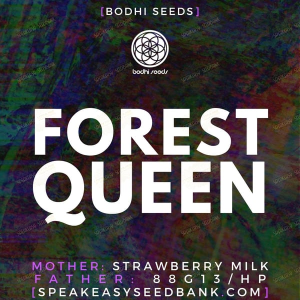 Forest Queen by Bodhi Seeds