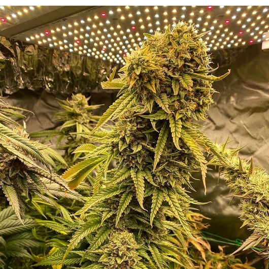 Sky Cuddler Double Kush F3 #1