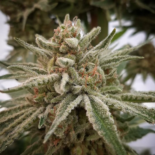 Strain: Polar Bear | Seedmaker: 707 Seedbank