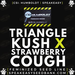 CSI Humboldt presents Triangle Kush x Strawberry Cough