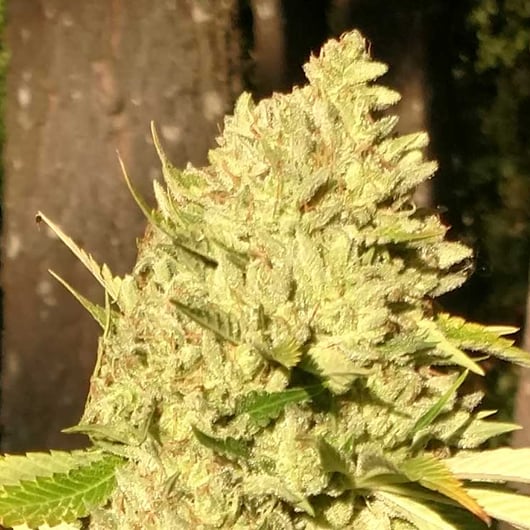 Strain: 707 Kush | Breeder: 707 Seedbank
