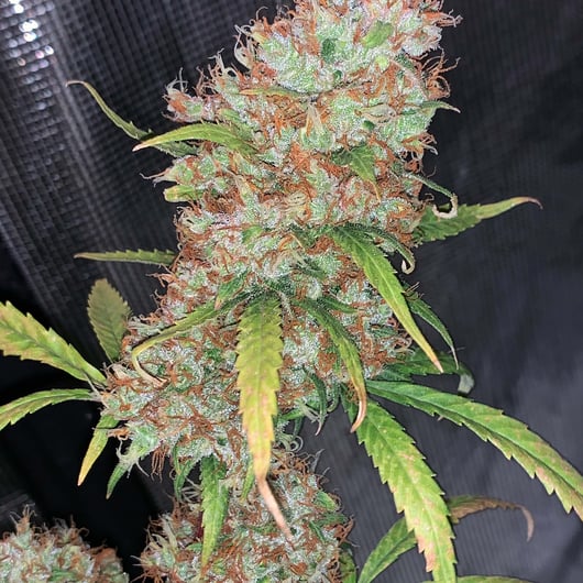 Sweet Lady of Na Pali Hawaiian Heirloom