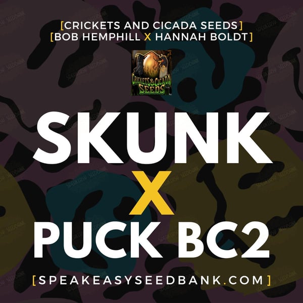 Skunk x Puck BC2 by Crickets and Cicada Seeds