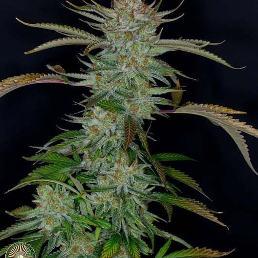 Speakeasy presents Blueberry Starfighter Cheese no.3