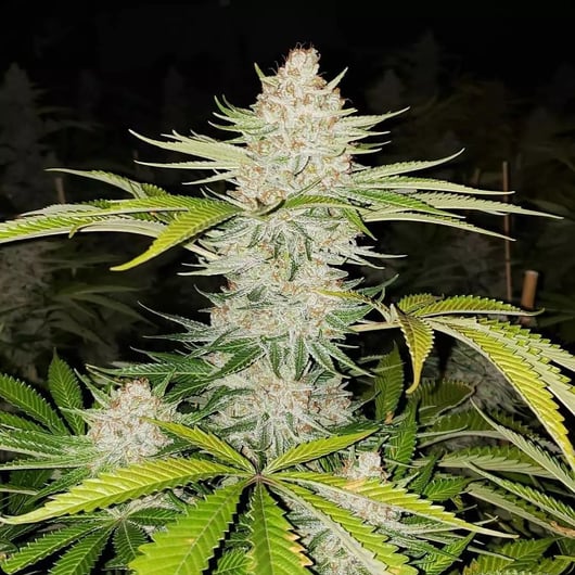 Super Silver Hashplant