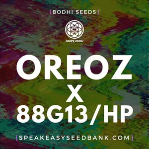 Oreoz x 88G13 Hashplant by Bodhi Seeds