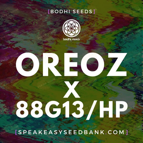 Oreoz x 88G13 Hashplant by Bodhi Seeds