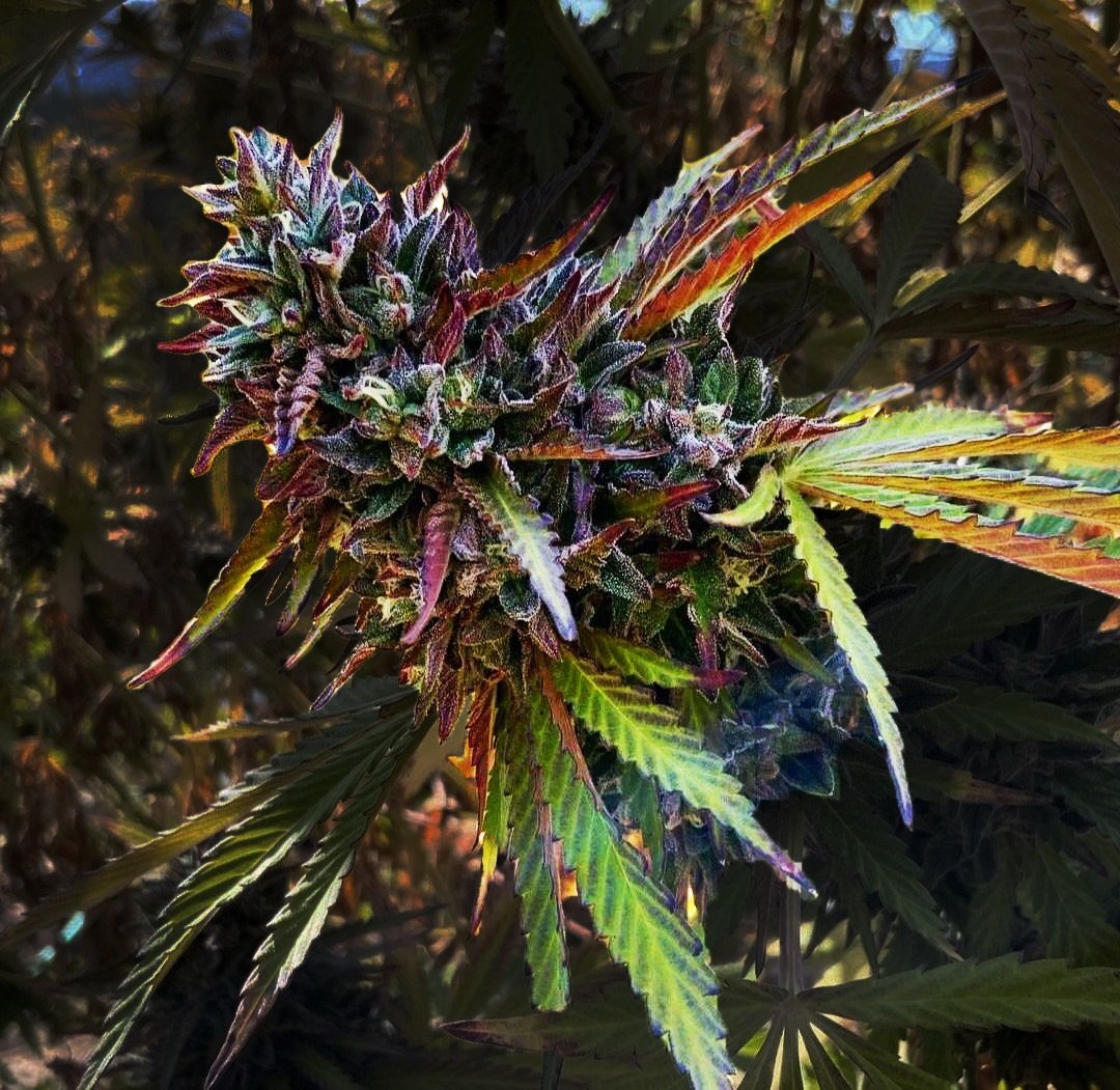 Ice Cream Cake x Gelato 33 x Cherry Limeade F5